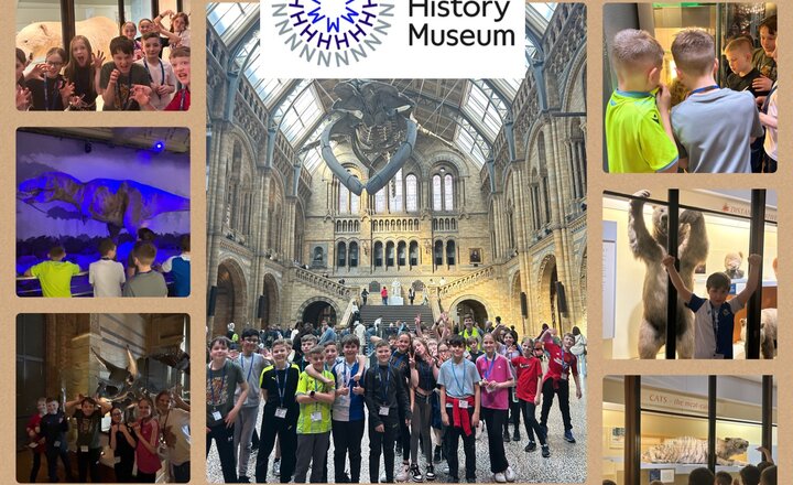 Image of Year 6- Natural History Museum 