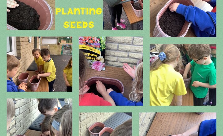 Image of Year 1 Planting Seeds