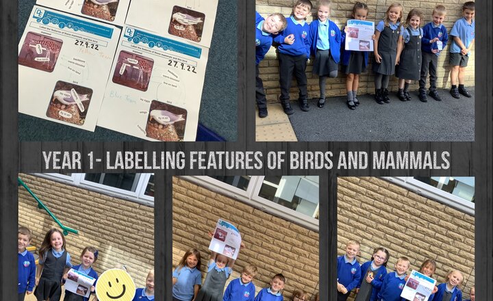 Image of Year 1- labelling features of birds and mammals
