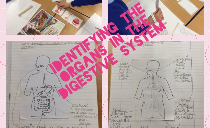 Image of Year 4 Identifying the organs in the digestive system