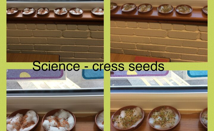 Image of Year 3 - Science - sowing seeds
