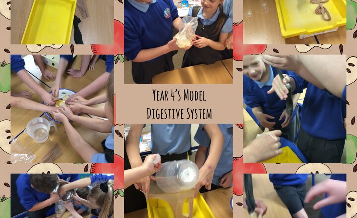 Image of Year 4 - Science: Parts of the Digestive System