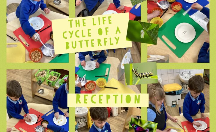 Image of Reception- The Life Cycle of a Butterfly 