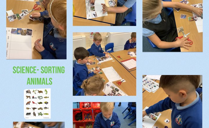 Image of Classifying Animals in Year 1 Science 