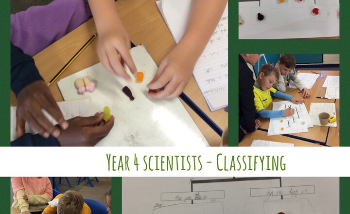 Image of Year 4 - Science: Classifying
