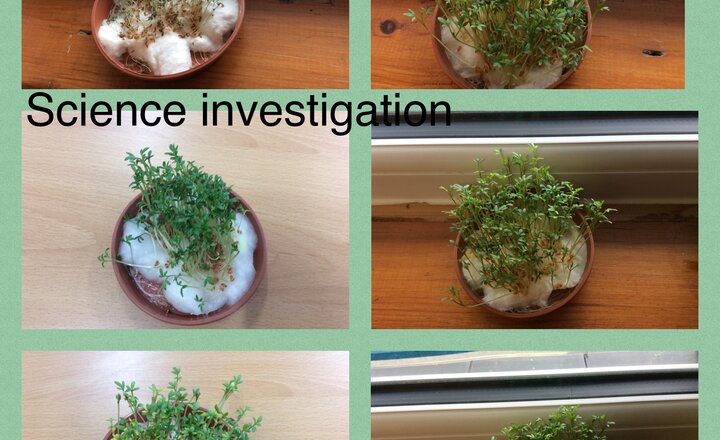Image of Year 3 Science Investigation.- What do plants need to grow well?