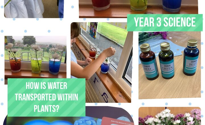 Image of Year 3 Science: How is water transported within plants?