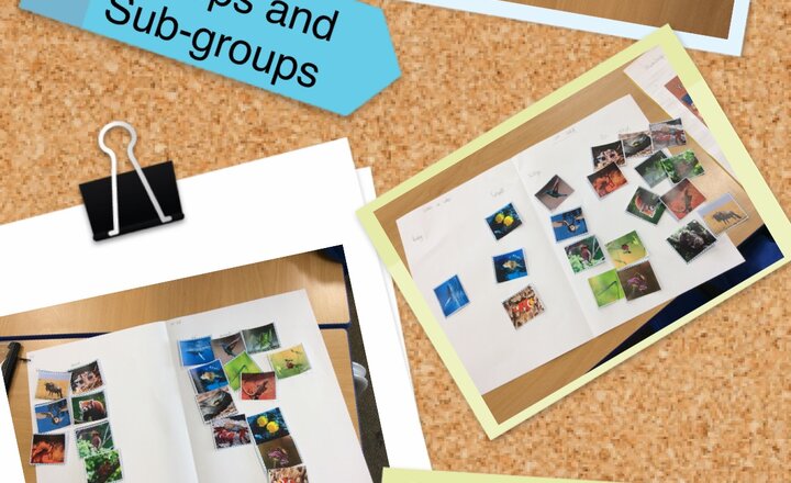 Image of Year 4 - Science: Grouping Animals