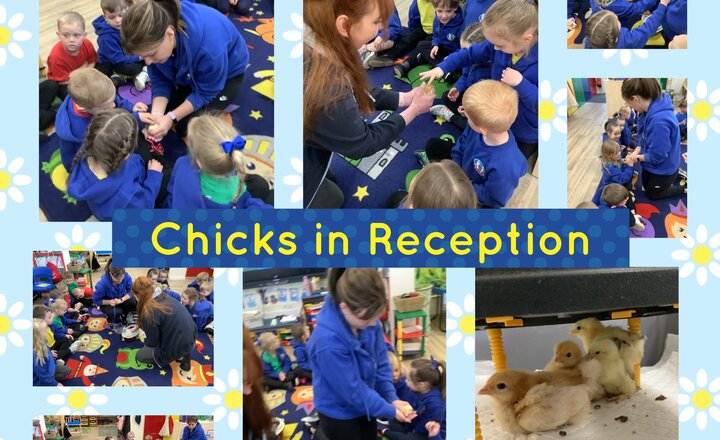 Image of Chicks in Reception 