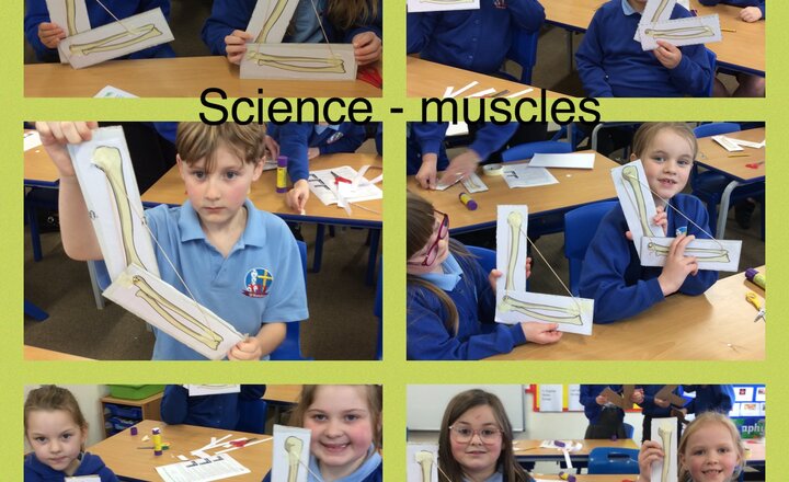 Image of Year 3 Science - How muscles work