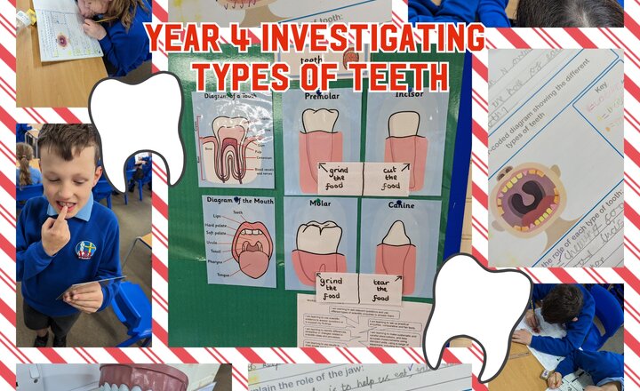 Image of Year 4 Investigating Teeth 