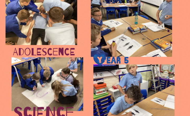 Image of Year 5- Science- Identifying changes that take place during puberty