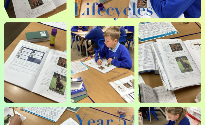 Image of Year 5- Science- Life cycles of mammals