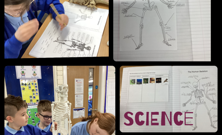 Image of Year 3- Science- Labelling the human skeleton