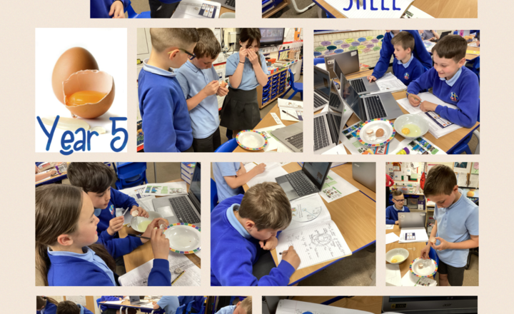 Image of Year 5- Science Eggsperiment- Dissecting An Egg