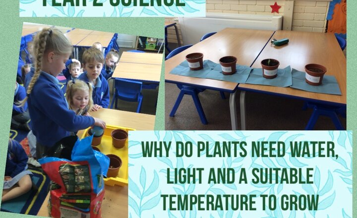 Image of Year 2 Science: Plants! 